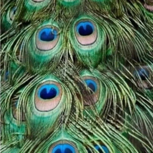 25 10x13 Jungle Poly Mailers Variety Bundle - Picture 3 of 6